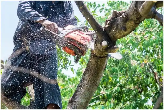 tree services Fairview Beach